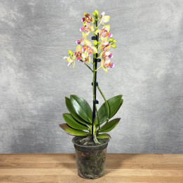 Storczyk Phalaenopsis I-Hsin Venus Peloric— Unikat | Tomaszewski