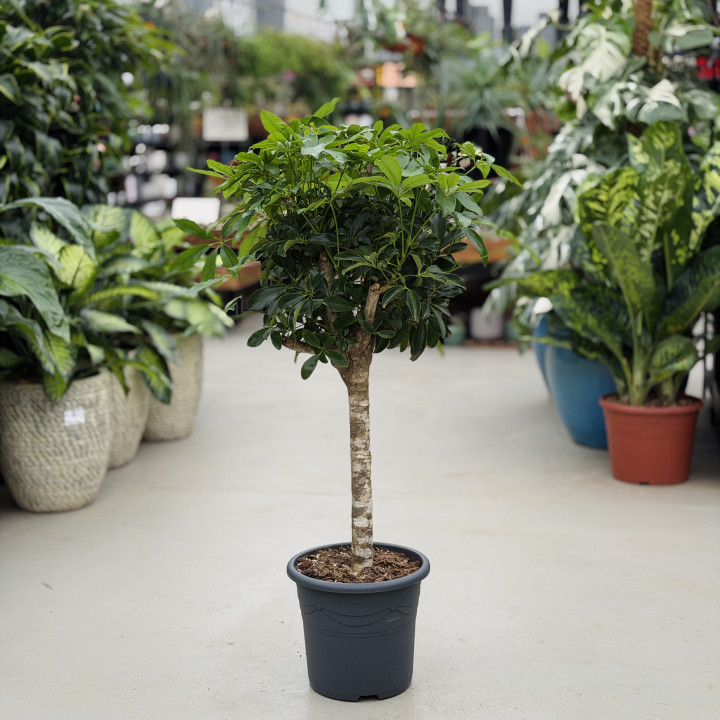 Szeflera 'Compacta' na pniu 125 cm — donica 32cm | Tomaszewski