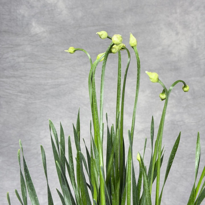 Allium 'Millenium' – czosnek ozdobny | Tomaszewski
