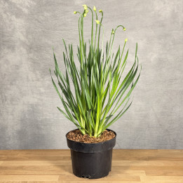 Allium 'Millenium' – czosnek ozdobny | Tomaszewski