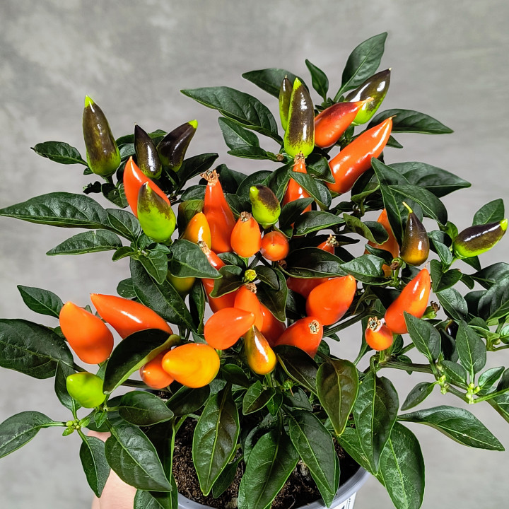 Papryczka 'Sombrero Favorit Orange' – Doniczka | Tomaszewski