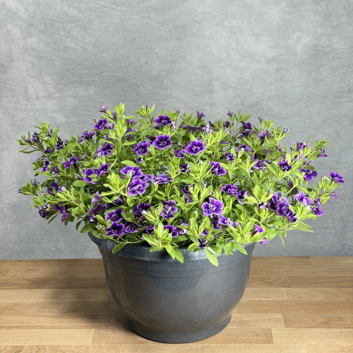 Fioletowa Calibrachoa 'Cabaret Purple Glow' | Tomaszewski