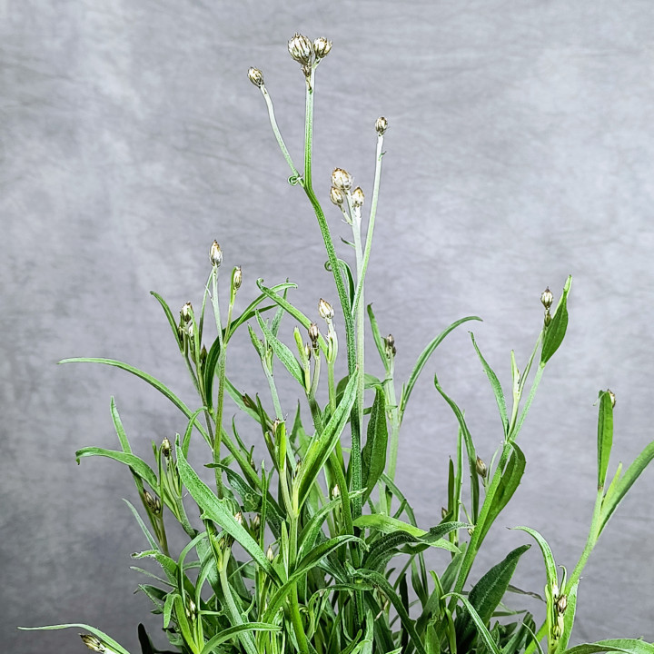 Kupidynek błękitny (Catananche caerulea) – Sadzonki | Tomaszewski