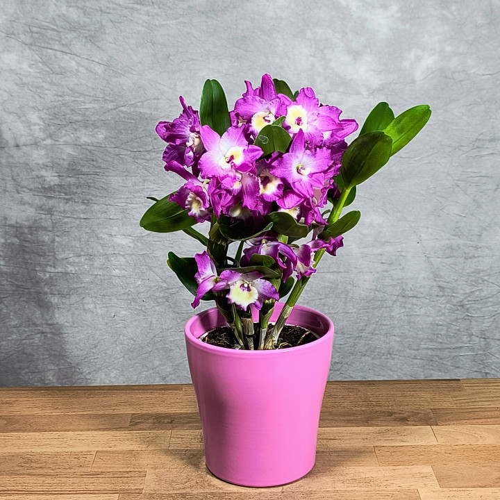 Storczyk Dendrobium Nobile Różowe w osłonce | Tomaszewski