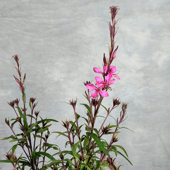 Gaura Lindheimera (Gaura lindheimeri) – Sadzonki | Tomaszewski