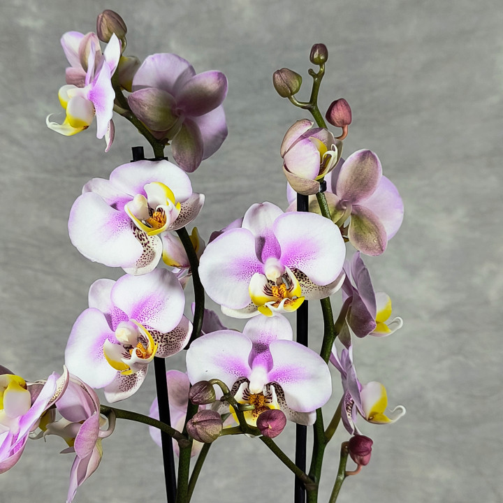 Phalaenopsis 'Corolla Beach' – Storczyk (Orchidea) | Tomaszewski