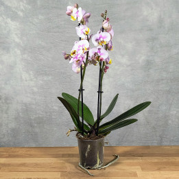 Phalaenopsis 'Corolla Beach' – Storczyk (Orchidea) | Tomaszewski