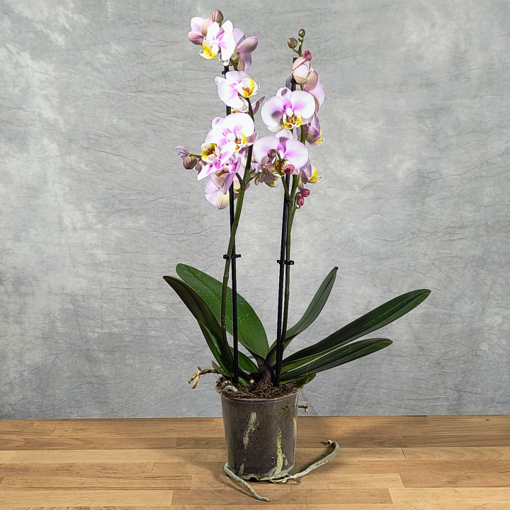 Phalaenopsis 'Corolla Beach' – Storczyk (Orchidea) | Tomaszewski