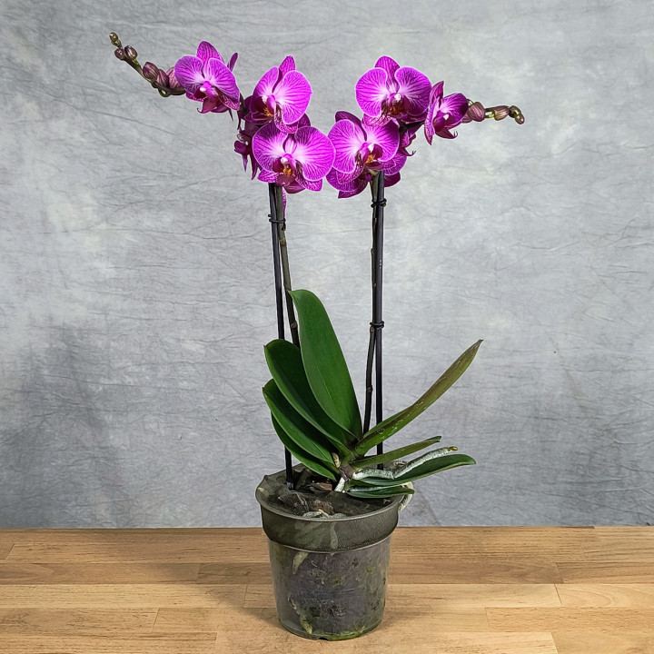 Storczyk dwupędowy Phalaenopsis różowo-fioletowy | Tomaszewski