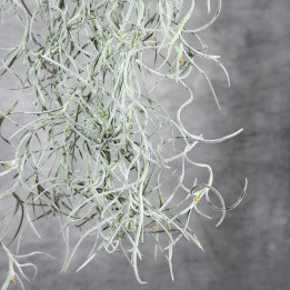 Oplątwa brodaczkowa — Tillandsia usneoides | Tomaszewski