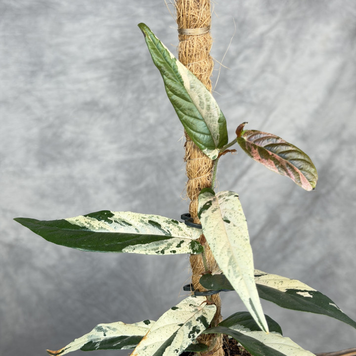 Ficus sagittata 'Variegata Pink' | Tomaszewski