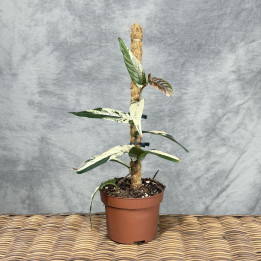 Ficus sagittata 'Variegata Pink' | Tomaszewski