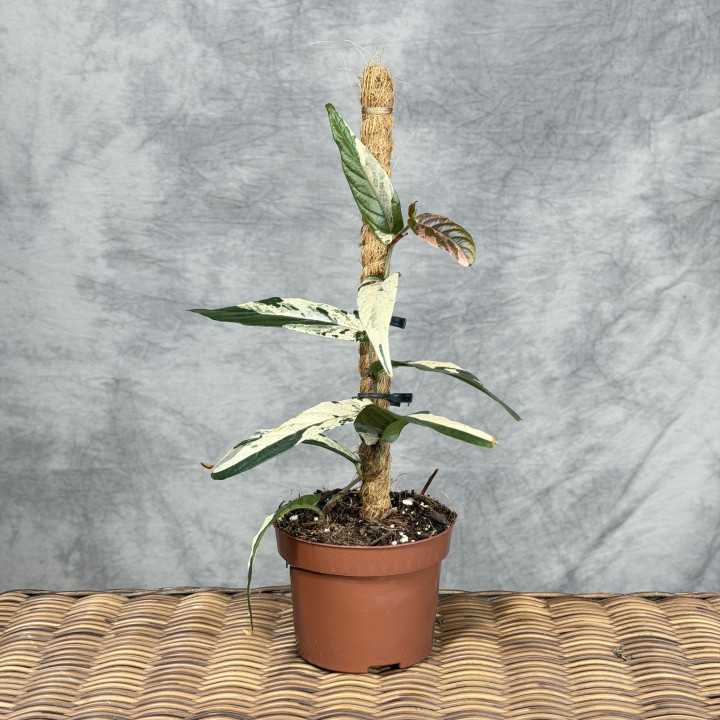 Ficus sagittata 'Variegata Pink' | Tomaszewski