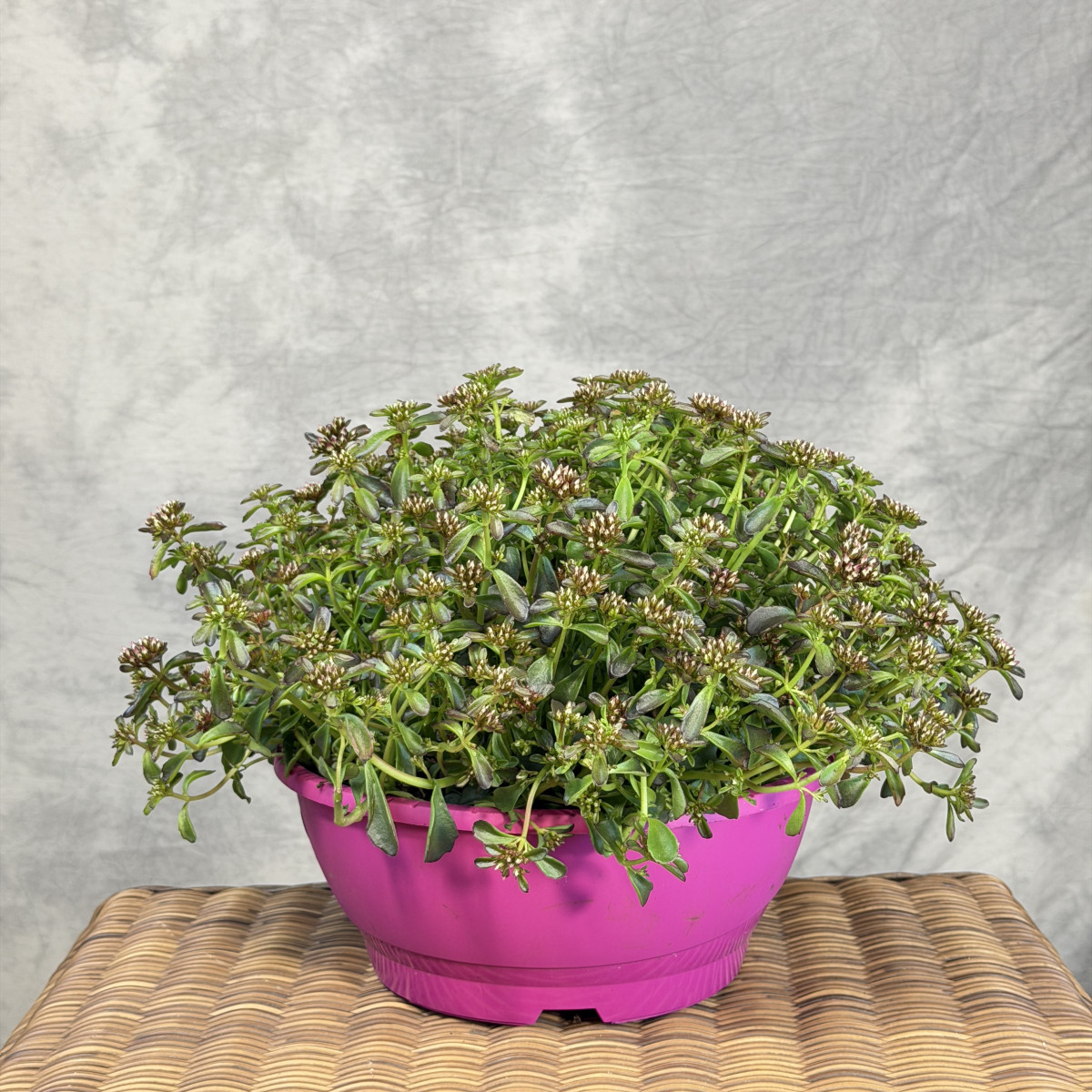 Rozchodnik kaukaski 'Spot...