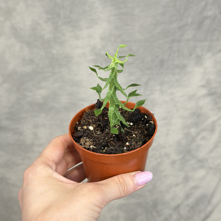 Ceropegia simoneae – Unikat z Madagaskaru | Tomaszewski