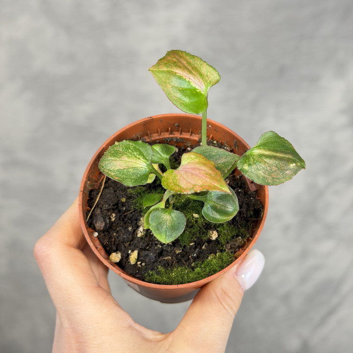 Syngonium 'Orm Nak Red' – Różowo-Czerwona Zroślicha | Tomaszewski