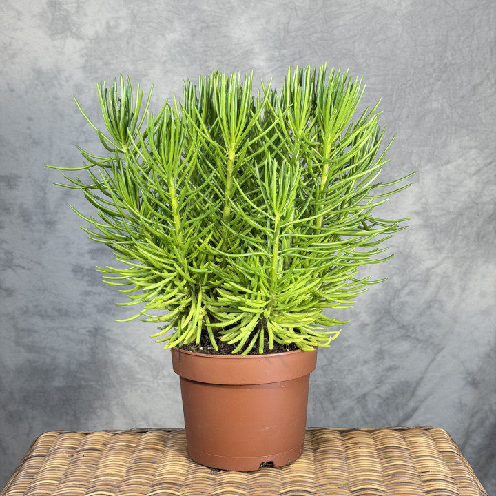 Starzec azjatycki 'Himalaya' (Senecio archeri) | Tomaszewski