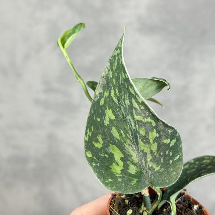 Scindapsus 'Snake Scale' – o cętkowanych liściach | Tomaszewski