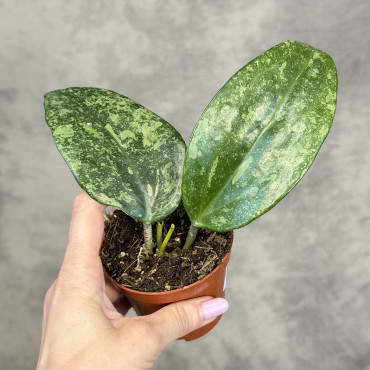 Hoya latifolia 'Rimba Perak' | Mini