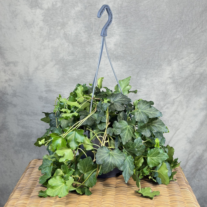 Hedera helix 'Wonder' — bluszcz w wiszącej doniczce | Tomaszewski