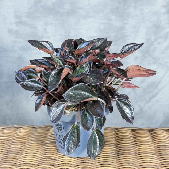 Peperomia kędzierzawa 'Aruba' z ciemnymi liśćmi | Tomaszewski