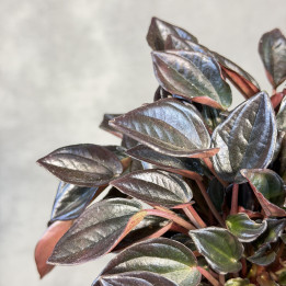 Peperomia kędzierzawa 'Aruba' z ciemnymi liśćmi | Tomaszewski