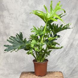Filodendron selloum (Philodendron bipinnatifidum) | Tomaszewski
