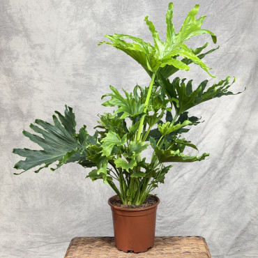 Philodendron selloum | Duży