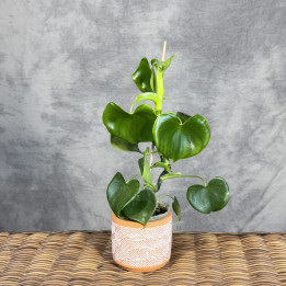 Philodendron grazielae – unikatowe sercowate liście | Tomaszewski