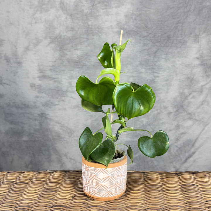 Philodendron grazielae – unikatowe sercowate liście | Tomaszewski