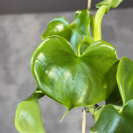 Philodendron grazielae – unikatowe sercowate liście | Tomaszewski