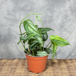 Monstera siltepecana 'Aurea' | Tomaszewski
