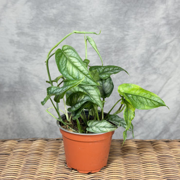 Monstera siltepecana 'Aurea'