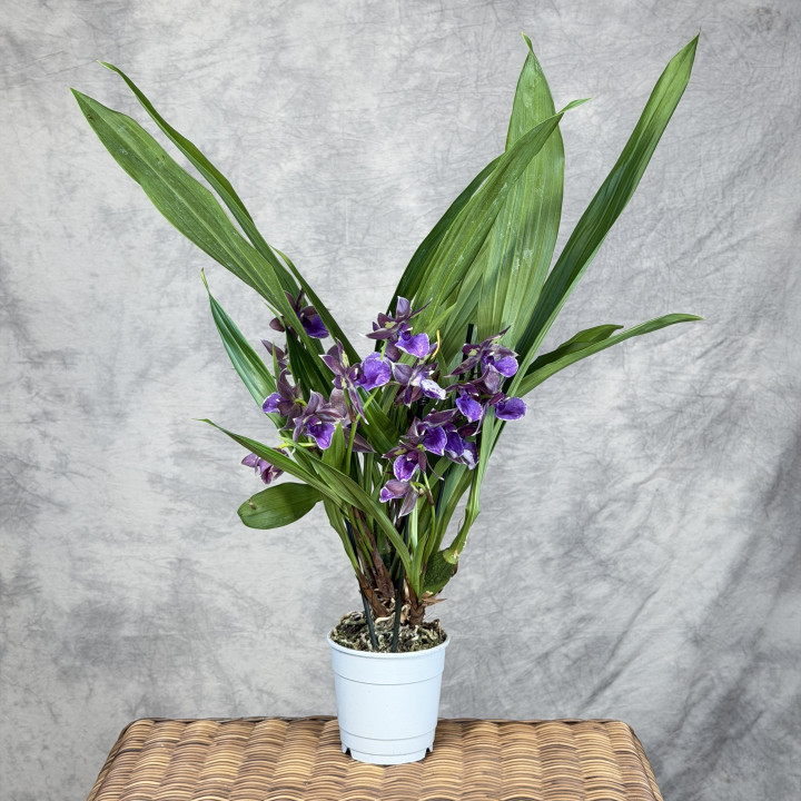 Zygopetalum 'Trozy Blue' – śliwkowo-fioletowy storczyk | Tomaszewski