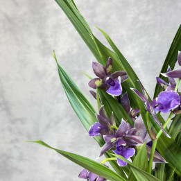 Zygopetalum 'Trozy Blue' – śliwkowo-fioletowy storczyk | Tomaszewski