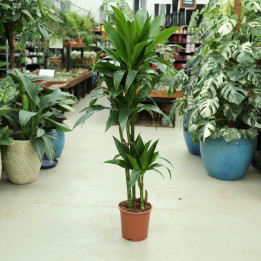 Dracena 'Janet Craig' do domu i biura online | Tomaszewski