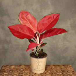 Aglaonema 'China Red' – intensywny czerwony kolor | Tomaszewski
