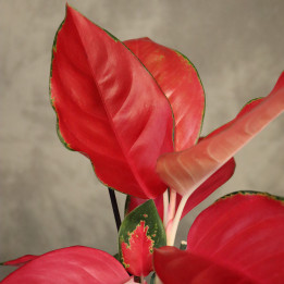 Aglaonema 'China Red' – intensywny czerwony kolor | Tomaszewski