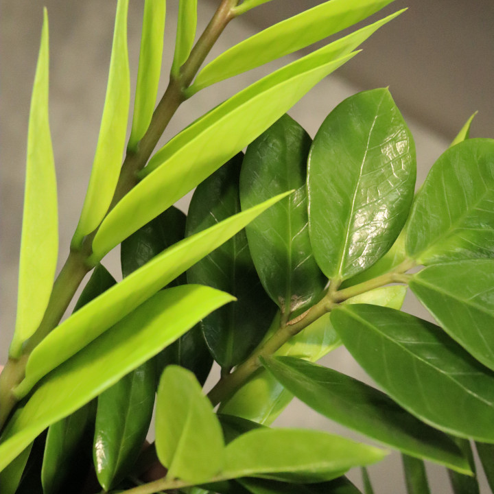 Zamiokulkas zamiolistny (Zamioculcas zamiifolia) | Tomaszewski