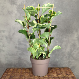 Peperomia 'Obtipan Bicolor' na drabince | Tomaszewski