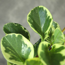 Peperomia 'Obtipan Bicolor' na drabince | Tomaszewski