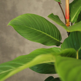Philodendron geniculatum 'Jet Streak' (Filodendron) | Tomaszewski