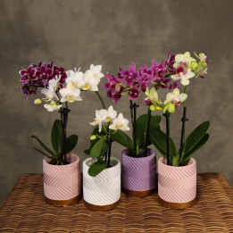 Mini storczyk Phalaenopsis w osłonce mix | Tomaszewski