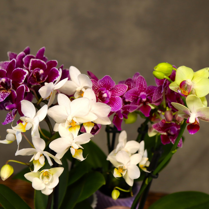 Mini storczyk Phalaenopsis w osłonce mix | Tomaszewski
