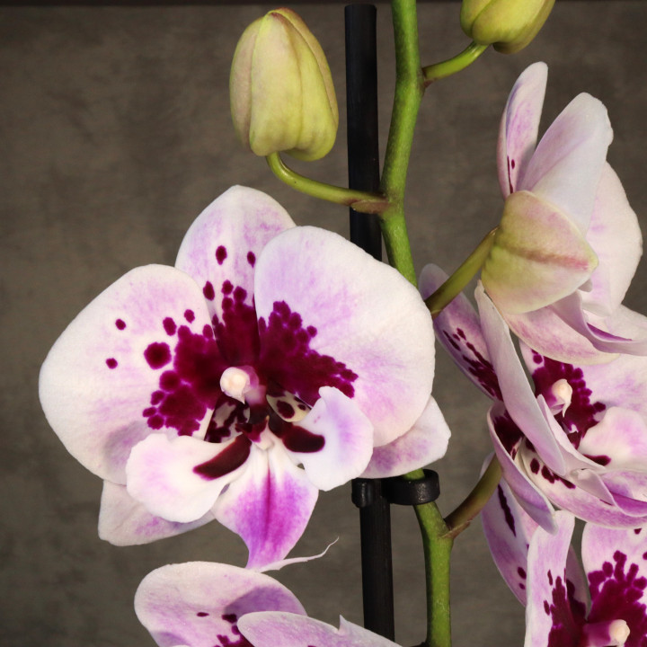 Storczyk Phalaenopsis 1-pędowy różowo-bordowy | Tomaszewski