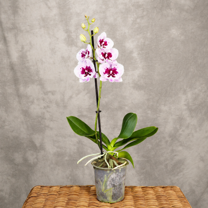 Storczyk Phalaenopsis 1-pędowy różowo-bordowy | Tomaszewski