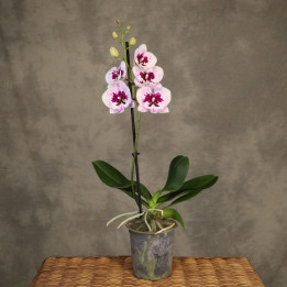 Storczyk Phalaenopsis 1-pędowy różowo-bordowy | Tomaszewski