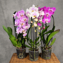 Storczyk Phalaenopsis mix – 3 odcienie różu | Tomaszewski
