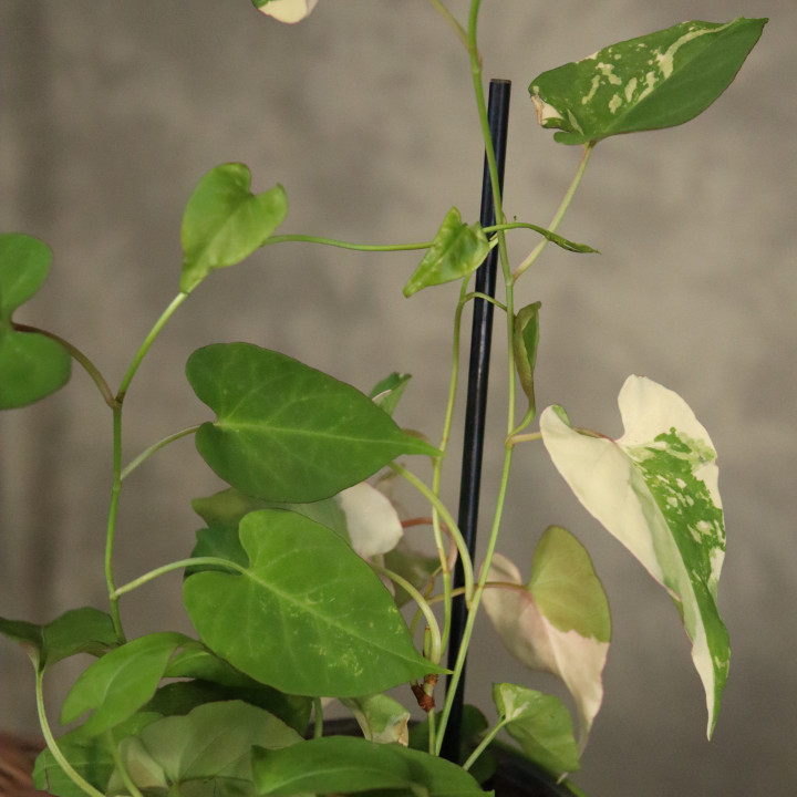 Fallopia multiflora Variegata (Rdest wielokwiatowy) | Tomaszewski