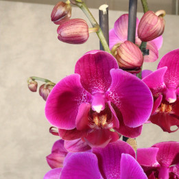 Storczyk Phalaenopsis 4-pędowy fuksjowy | Tomaszewski